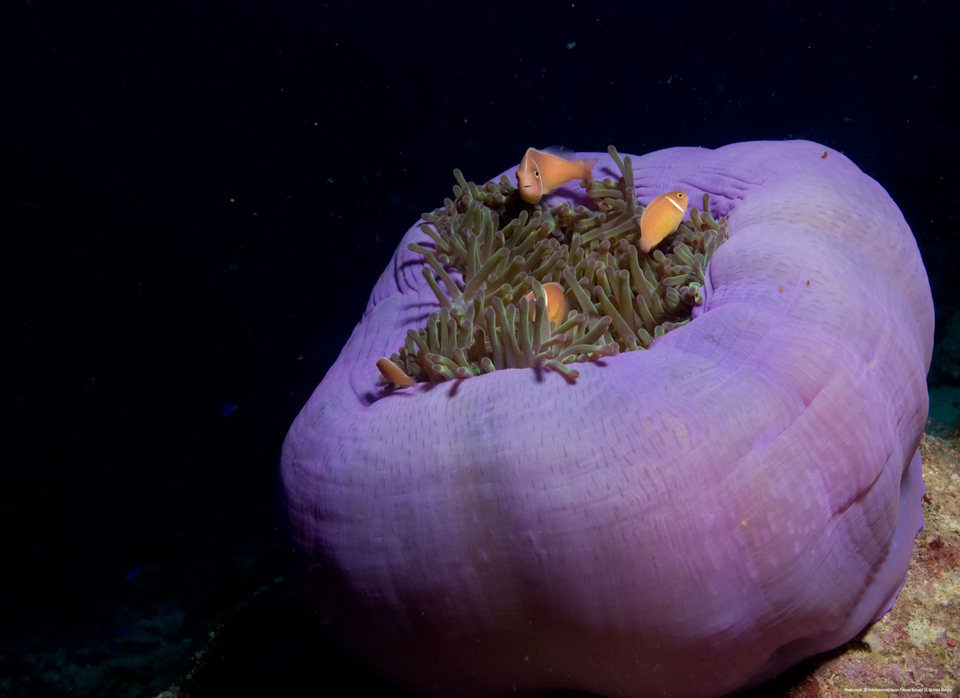 OceanWorld 3D