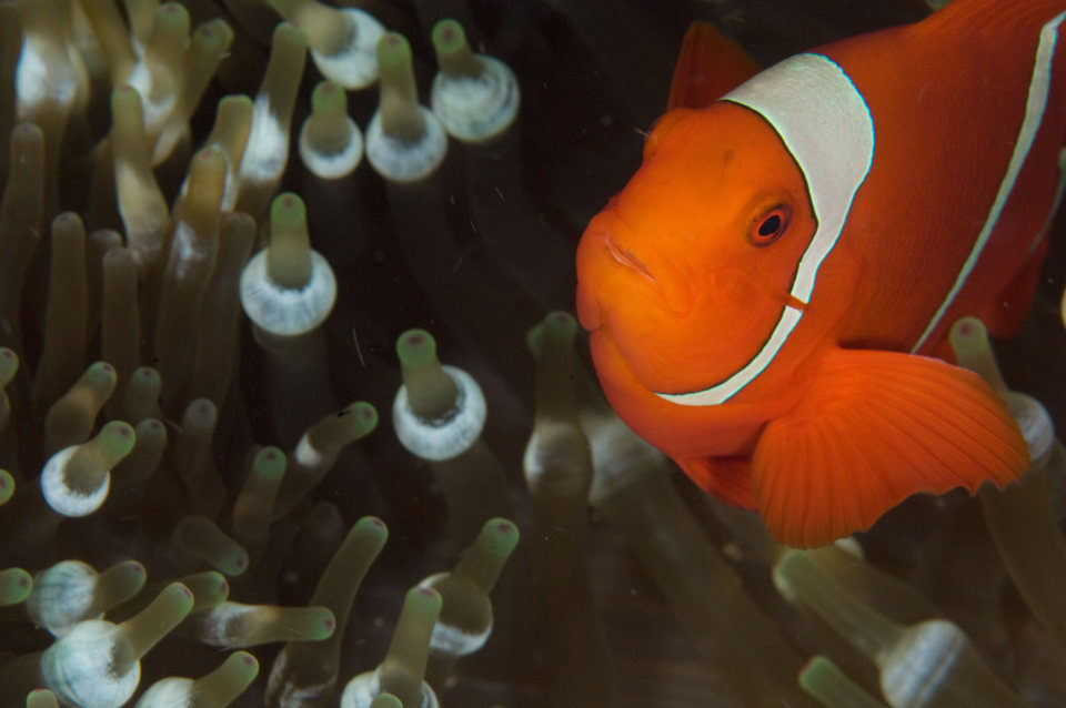 OceanWorld 3D