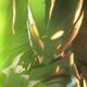 Ultraman
