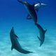 OceanWorld 3D