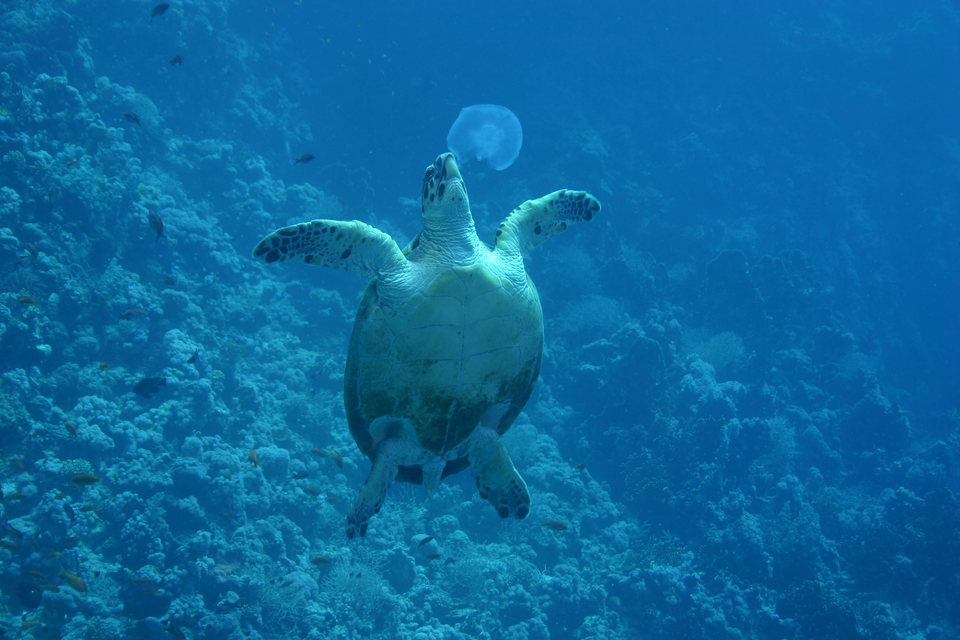 OceanWorld 3D