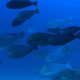 OceanWorld 3D