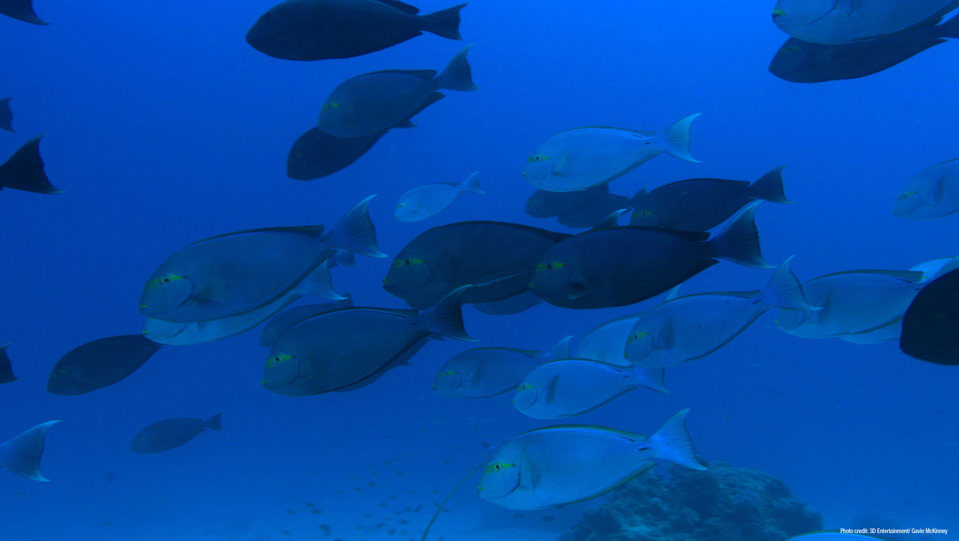 OceanWorld 3D