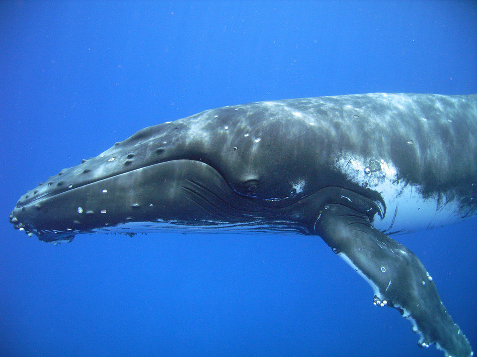 OceanWorld 3D