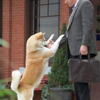Siempre a tu lado. Hachiko