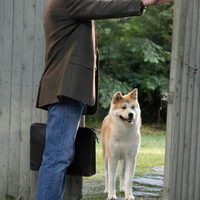 Siempre a tu lado. Hachiko