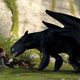 Cómo entrenar a tu dragón
