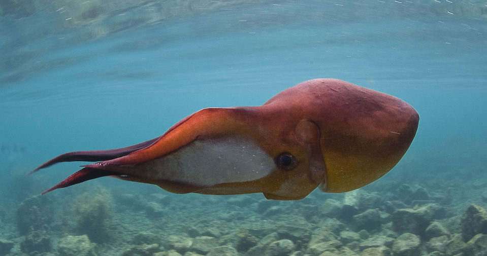 Océanos