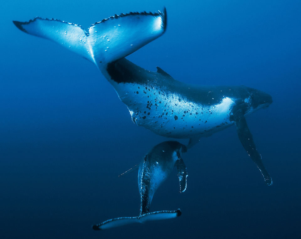 Océanos