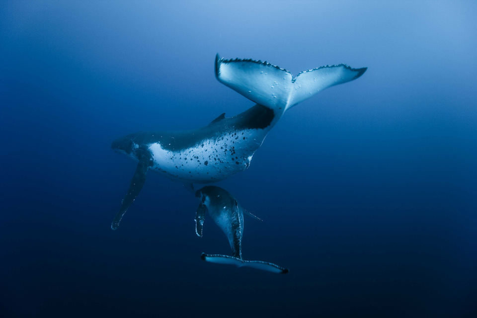 Océanos
