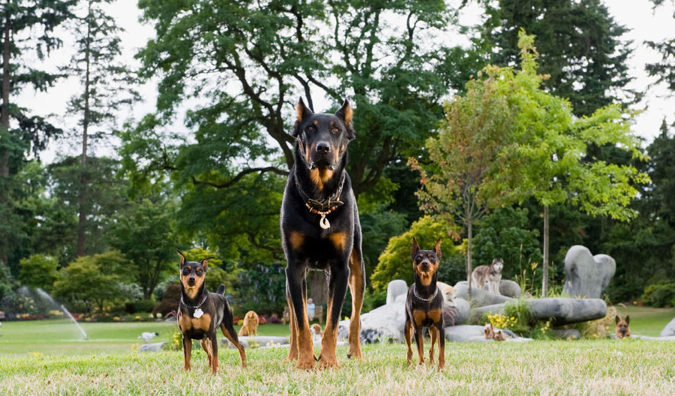 Marmaduke