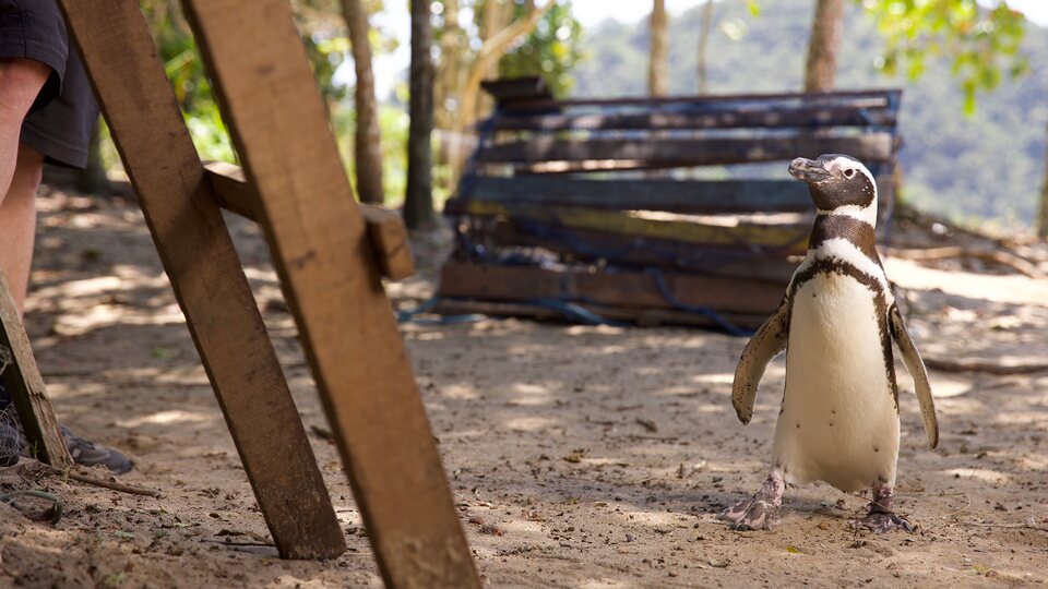 Mi amigo el pingüino