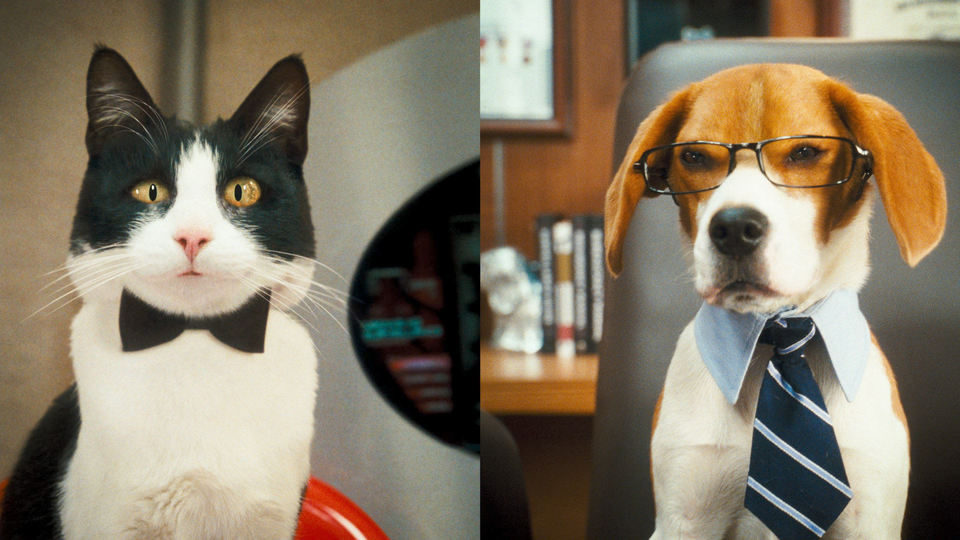 Como perros y gatos: La revancha de Kitty Galore