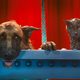 Como perros y gatos: La revancha de Kitty Galore