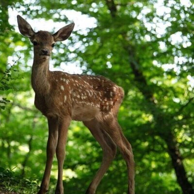 Bambi, una vida en el bosque