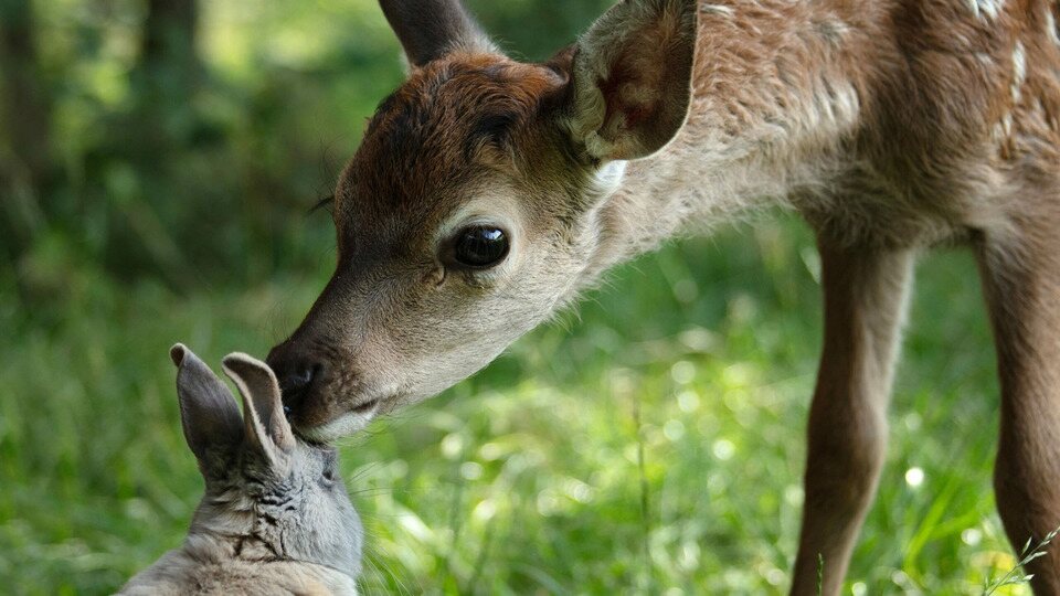 Bambi, una vida en el bosque