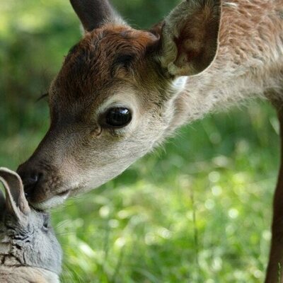 Bambi, una vida en el bosque