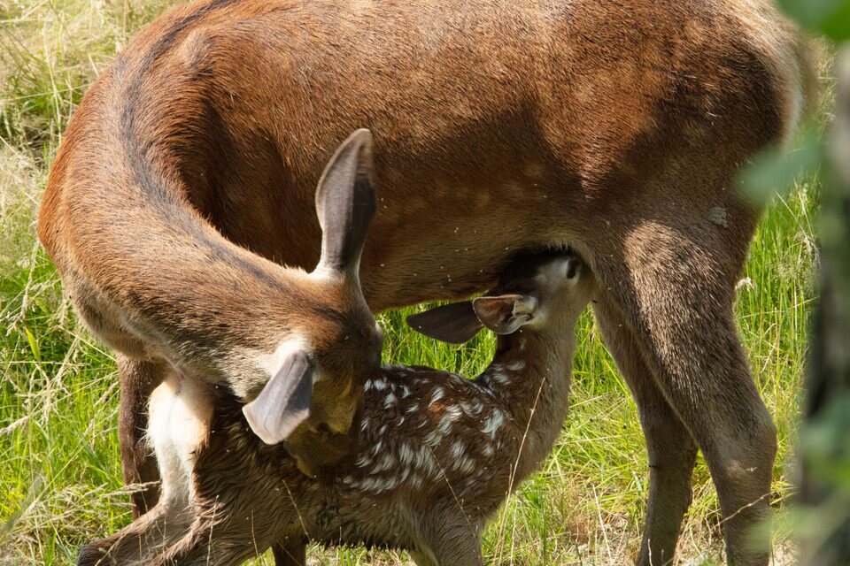 Bambi, una vida en el bosque