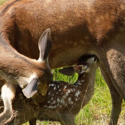 Bambi, una vida en el bosque