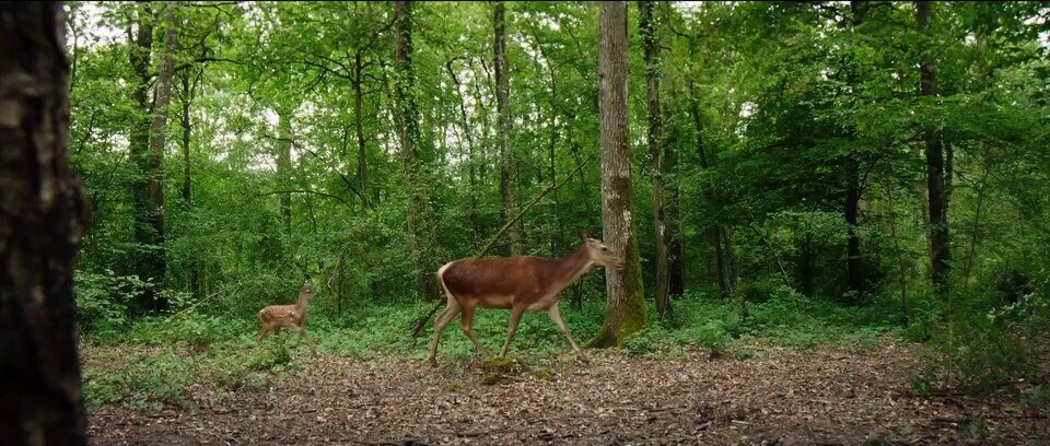 Bambi, una vida en el bosque