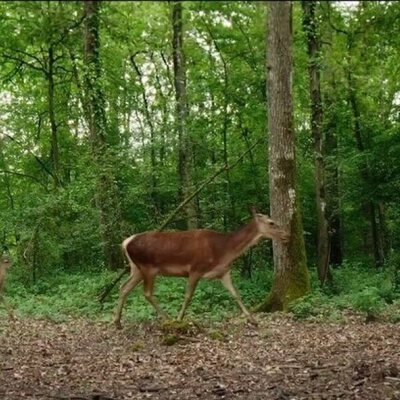 Bambi, una vida en el bosque