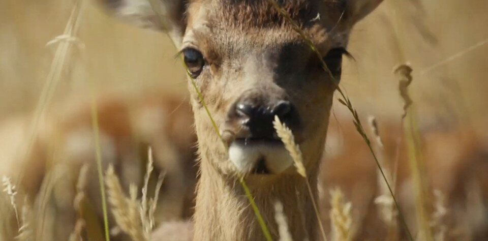 Bambi, una vida en el bosque