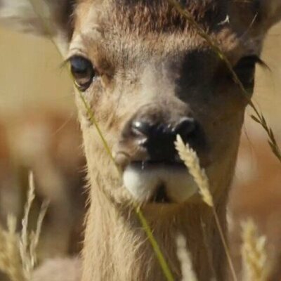 Bambi, una vida en el bosque