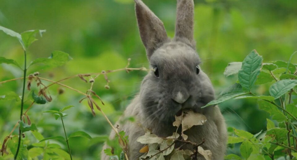 Bambi, una vida en el bosque