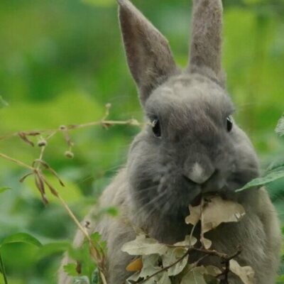 Bambi, una vida en el bosque