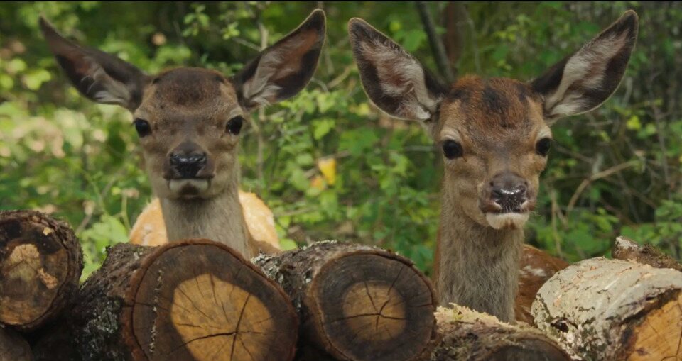 Bambi, una vida en el bosque
