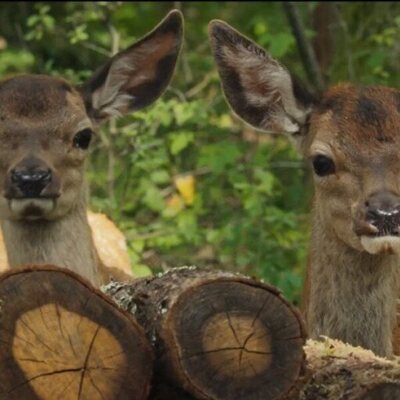 Bambi, una vida en el bosque