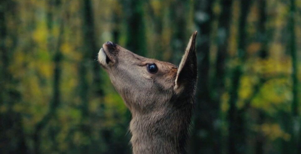 Bambi, una vida en el bosque