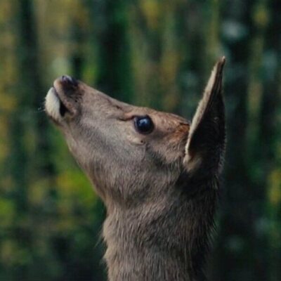 Bambi, una vida en el bosque