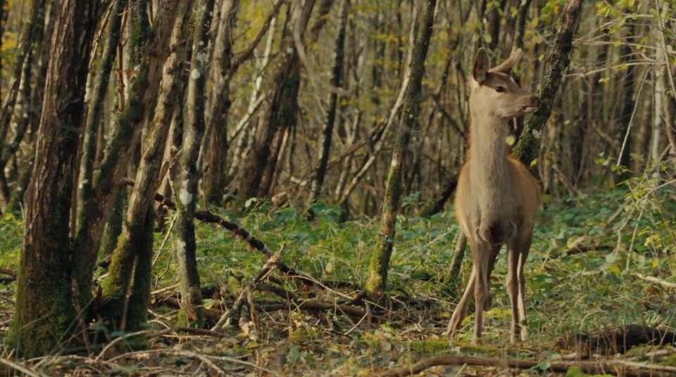 Bambi, una vida en el bosque