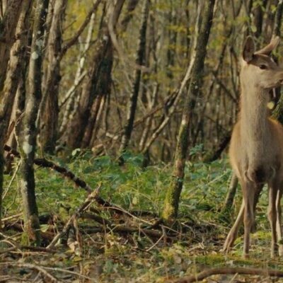 Bambi, una vida en el bosque