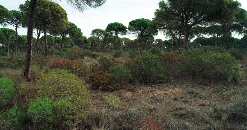Doñana: donde el agua es sagrada