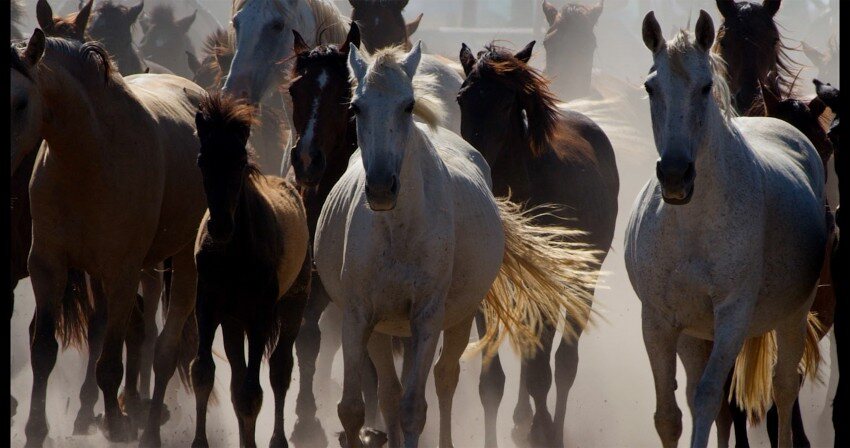 Doñana: donde el agua es sagrada