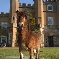 Wilding, el regreso de la naturaleza