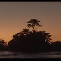 ¡Caigan las rosas blancas!