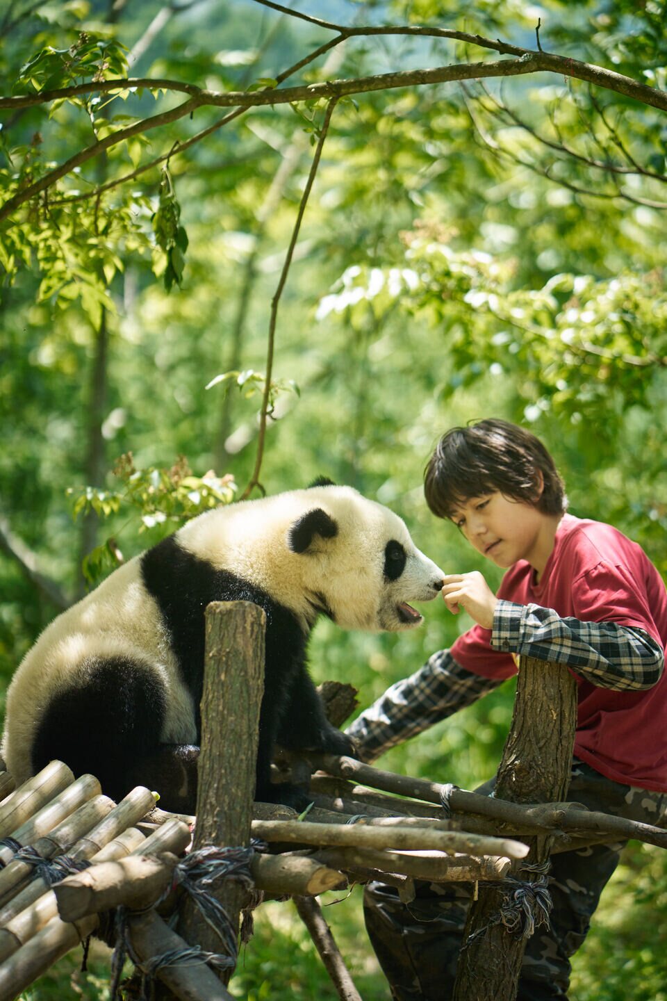 Moon, mi amigo panda