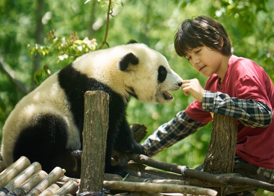 Moon, mi amigo panda
