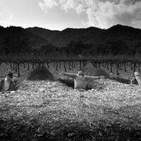 Centauros de la noche