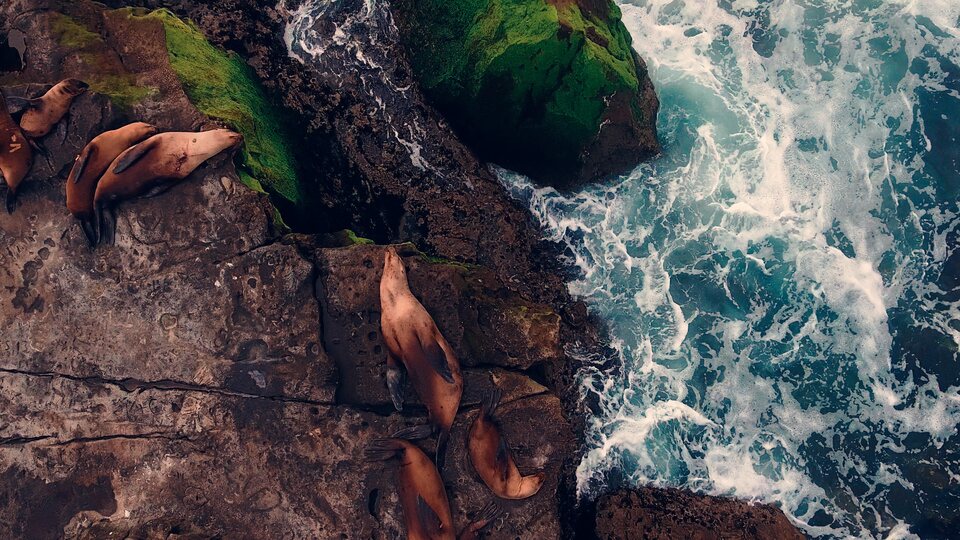 Island of Lost Girls