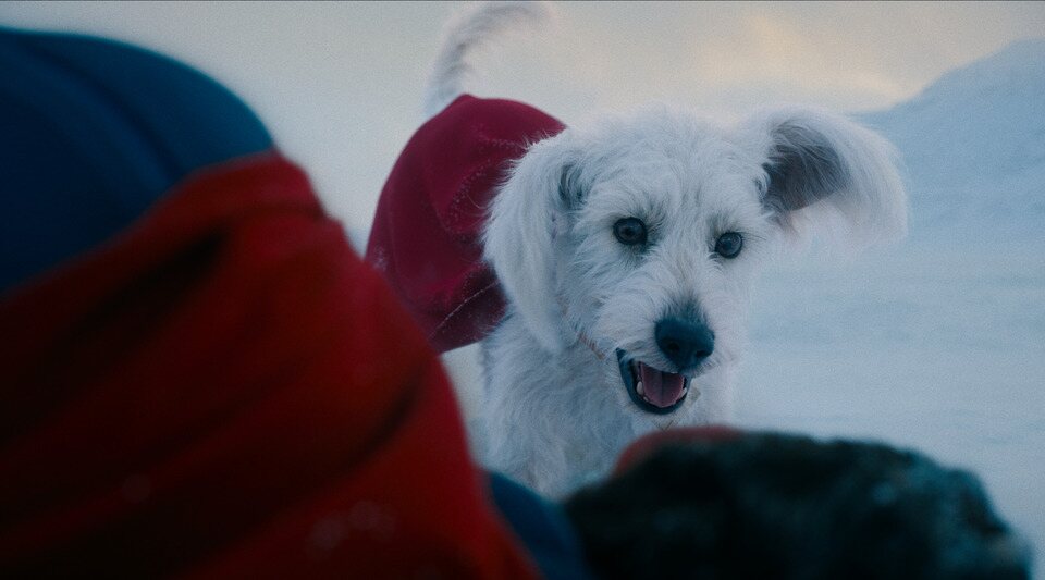 Krypto, la estrella de 'Superman'