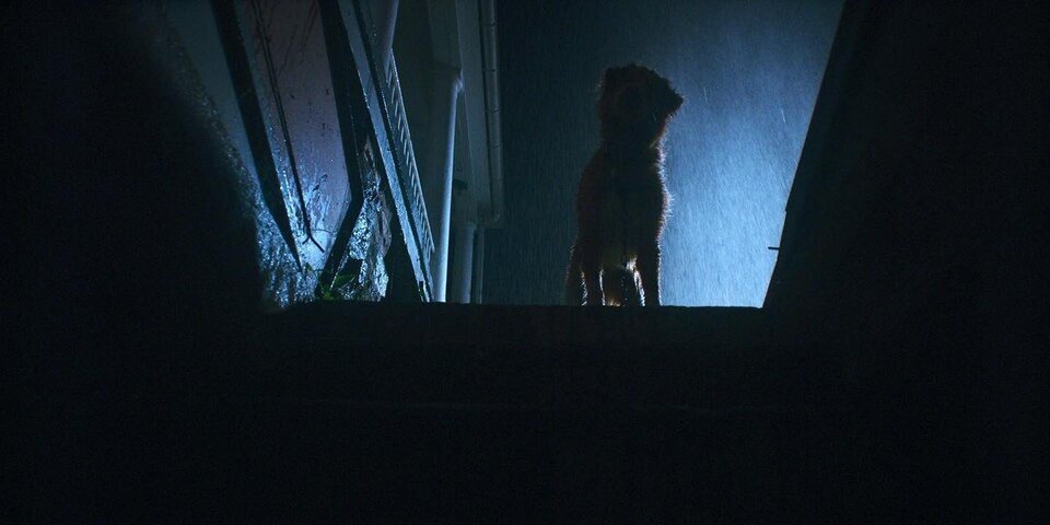 'Good Boy', desde el punto de vista de un perro