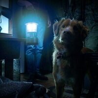 Good Boy