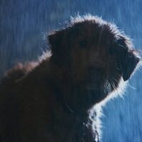 Good Boy