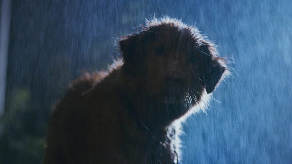 Good Boy
