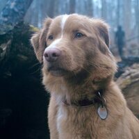 Good Boy
