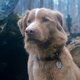 Good Boy